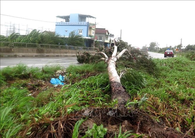 Cây to bật gốc ngã đổ ra Quốc lộ 1A, đoạn qua xã Bình Nguyên, huyện Bình Sơn (tỉnh Quảng Ngãi). Ảnh: Lê Ngọc Phước/TTXVN