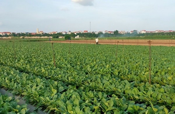 Người dân thôn Đông Cao, xã Tráng Việt, huyện Mê Linh trồng rau chất lượng cao