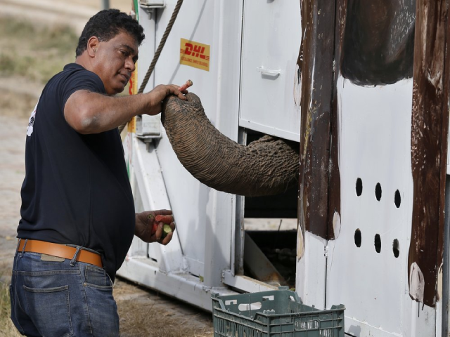 Tiến sĩ Amir Khalil, bác sĩ thú y từ tổ chức phúc lợi động vật quốc tế Four Paws bên Kaavan khi chú voi này được vào chiếc thùng vận chuyển.
