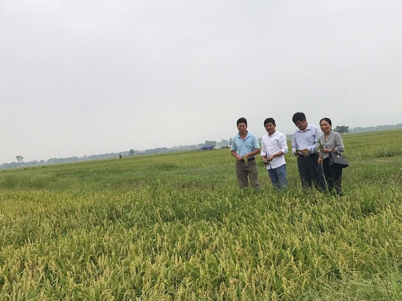 Chị Nguyệt cùng tổ dự án của trường Đại học Nông nghiệp 1 Hà Nội kiểm tra chất lượng lúa