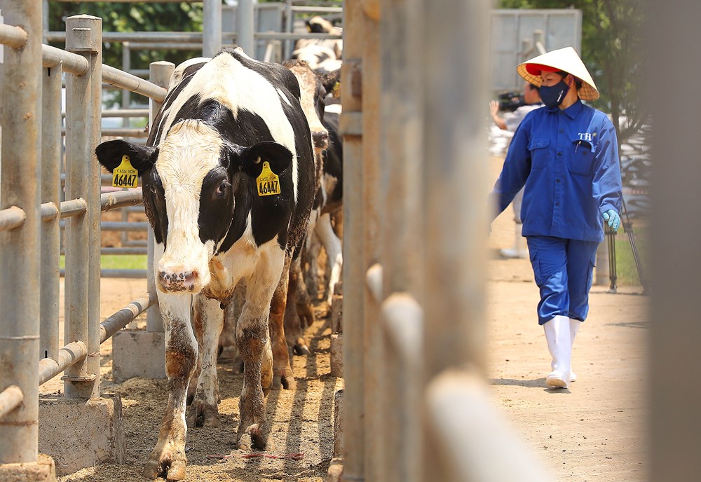 Vững đà tăng trưởng, TH true MILK đón đàn bò sữa cao sản nhập khẩu đầu tiên trong năm 2021 - ảnh 2
