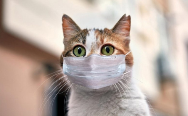 Ca nhiễm Covid-19 đầu tiên ở thú cưng là một chú mèo.
