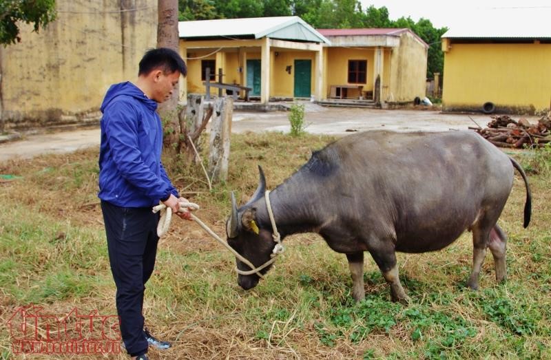 Trâu sinh sản trong sự chăm sóc của các kỹ sư nông nghiệp.