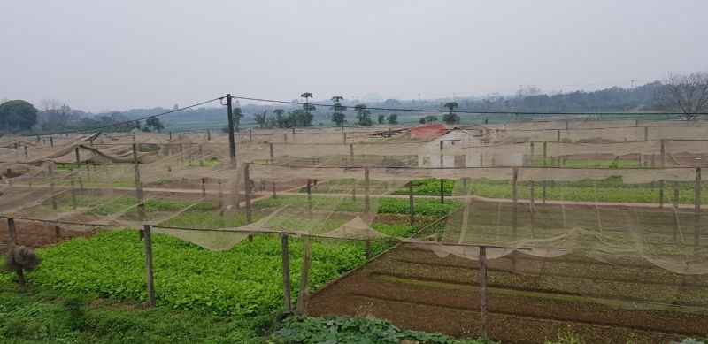 Khu sản xuất rau an toàn 2,5ha ở thôn Tiền Lệ, xã Tiền Yên, huyện Hoài Đức