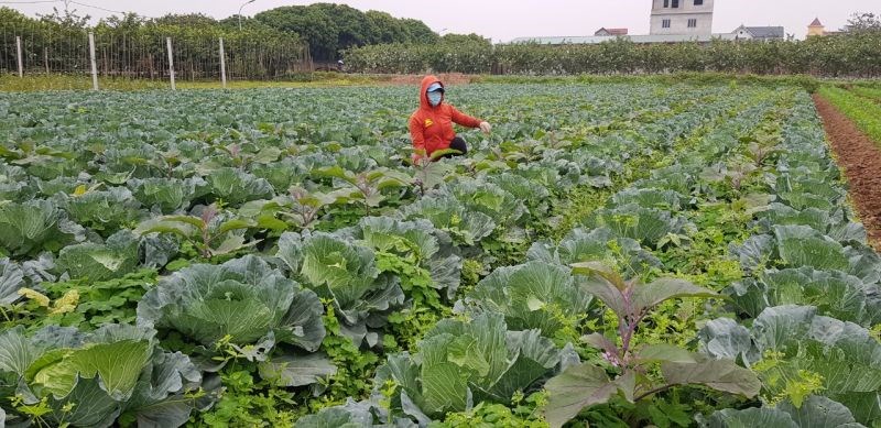 Chị Nguyễn Thị Phương làm cỏ ruộng rau bắp cải của gia đình