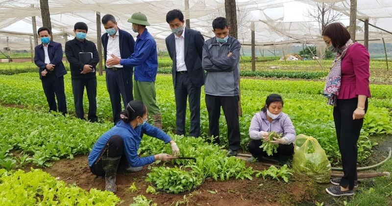 Đoàn công tác của huyện Hoài Đức khảo sát tại vùng rau an toàn của nông dân thôn Tiền Lệ, xã Tiền Yên