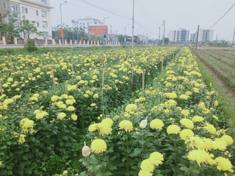 Giá hoa giảm, một số chủ vườn tại huyện Mê Linh không thu hoạch để hoa bung nở trên ruộng