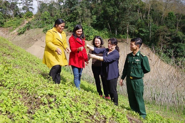 Đoàn công tác thăm mô hình trồng sâm dây tại xãĐăk Blô, huyện Đăk Glei