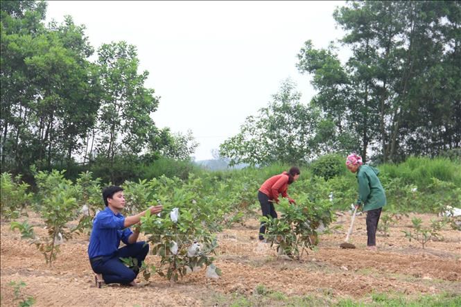 Đoàn viên Lê Sỹ Thuật (sinh năm 1990, ở thôn Mộc Hải, xã Thạch Ngọc, huyện Thạch Hà, Hà Tĩnh) với mô hình kinh tế trang trại tổng hợp cho thu nhập hàng trăm triệu đồng mỗi năm.