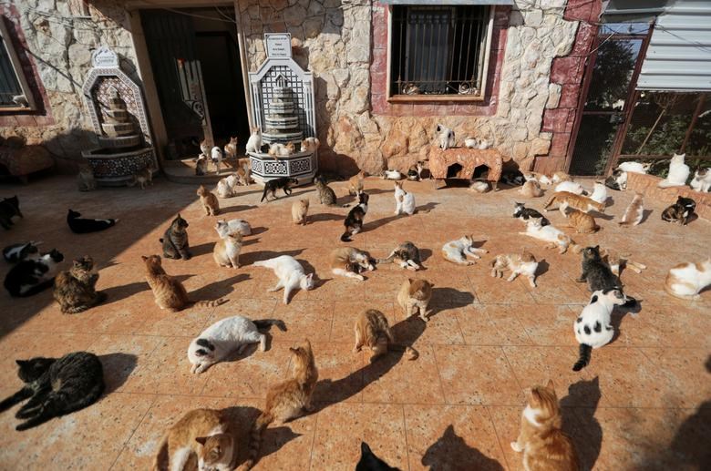 Khung cảnh quen thuộc trong khuôn viên trại nuôi dưỡng mèo Ernesto ở Idlib, Syria. Hơn 1.000 chú mèo đang sống tại đây bị bỏ rơi từ các gia đình tị nạn người Syria trong suốt thời gian qua.