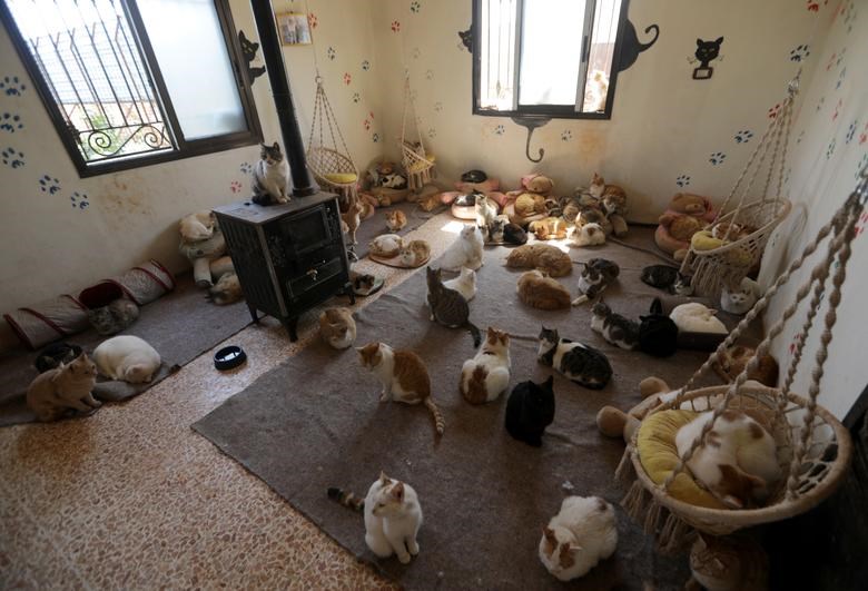 Khi chiến tranh bùng lên ở Syria buộc Alaa al-Jaleel phải đóng cửa khu nuôi dưỡng mèo ở Aleppo. Sau đó, anh phải tiến về phía Bắc, mang theo hơn 100 con mèo. Giờ đây, những cộng sự kế nhiệm của  Alaa al-Jaleel đã tiếp tục nhận và nuôi dưỡng hơn 1.000 con.