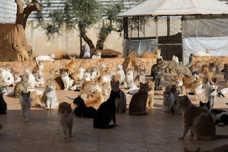 1.000 con mèo bị bỏ rơi trong chiến tranh được nuôi dưỡng trong một trang trại - ảnh 3