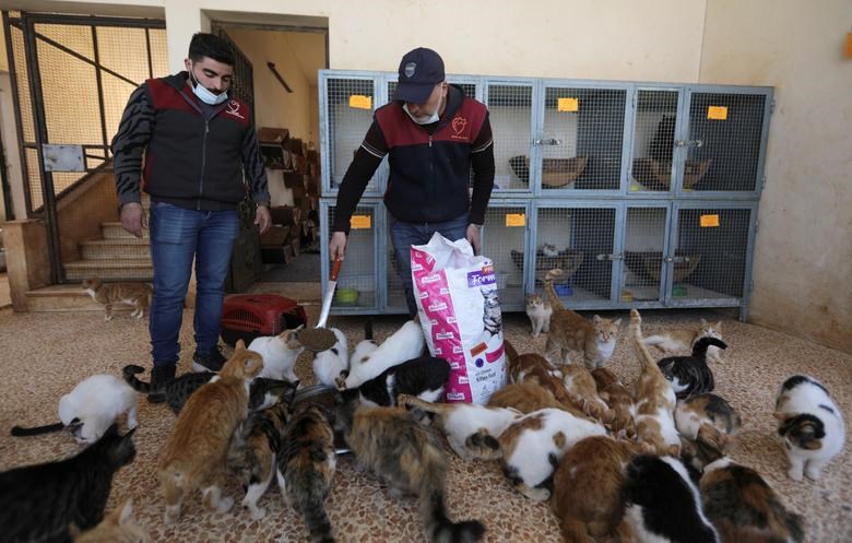 Khu nuôi dưỡng mèo này rộng đến 21.500 mét vuông, có hàng rào bao phủ kiên cố, nằm gần biên giới Thổ Nhĩ Kỳ. Phần đất này do lực lượng đối lập nắm giữ. Thức ăn quen thuộc của chúng là thức ăn viên, thịt hộp.