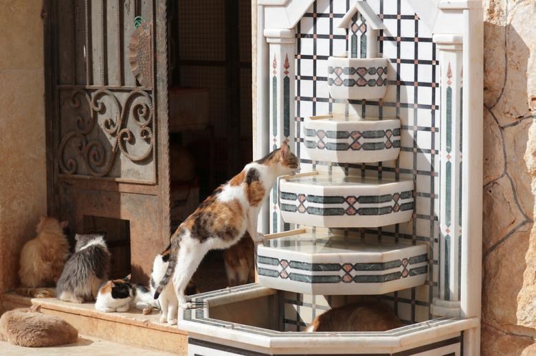 Tháp nước uống cho mèo được xây dựng theo cấu trúc phân tầng khá thú vị.