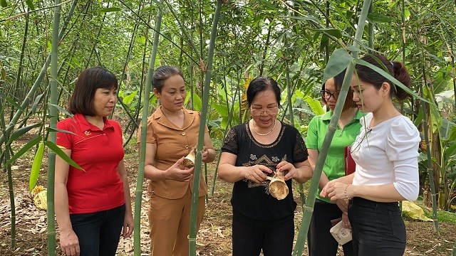 Hội LHPN xã Kim Sơn thăm  mô hình trồng măng Lục trúc của gia đình chị Lê Thị Nhung.