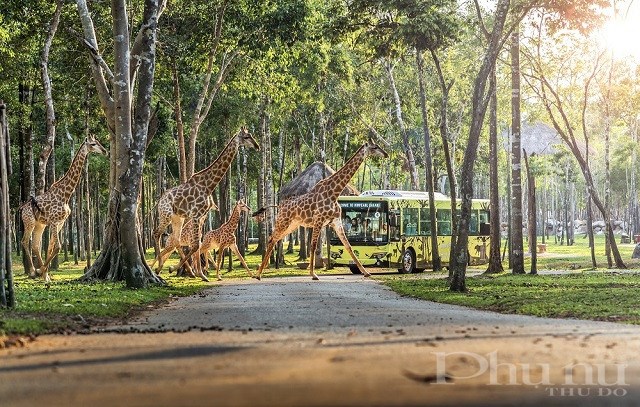 Vinpearl Safari Phú Quốc là điểm đến khám phá thiên nhiên hoang dã không thể bỏ lỡ.