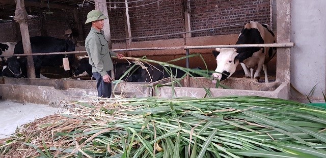Anh Phương Văn Trung (chồng chị Nguyễn Thị Kiều) cho bò ăn.