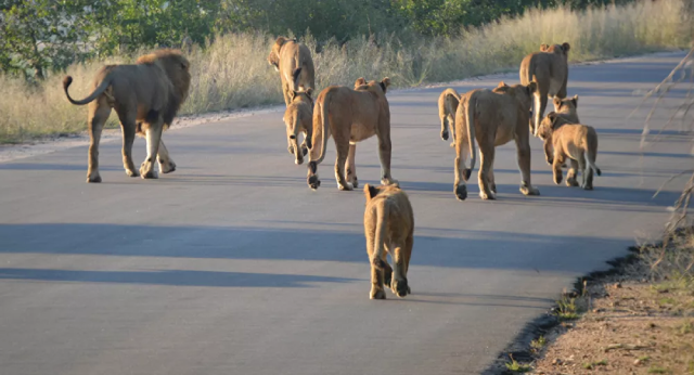 Lần đầu tiên, tám con sư tử trong vườn thú Ấn Độ bị nhiễm Covid-19.