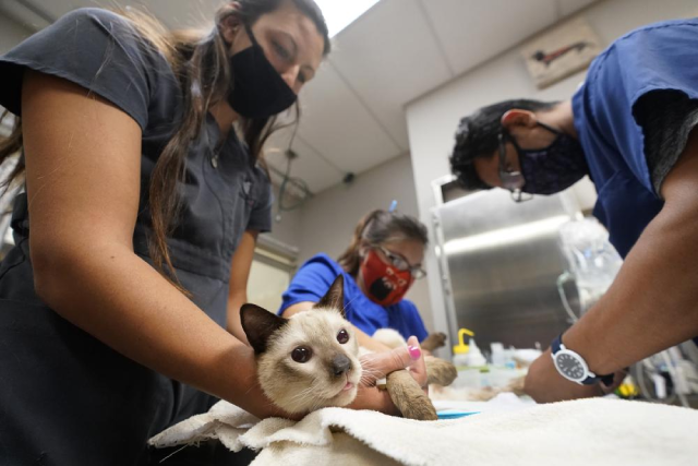 Nhân viên thú y giúp một chú mèo tên Miller bình tĩnh khi nó vừa được lấy máu xét nghiệm.