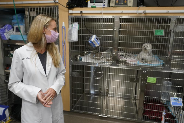 Tiến sĩ Katarzyna Ferry nhìn chú chó tên Wendy đang được điều trị bệnh Addison tại Bệnh viện Chuyên khoa Thú y Palm Beach Gardens.
