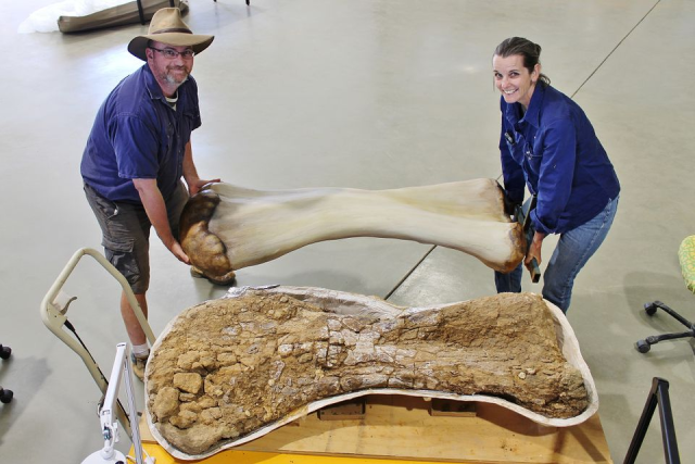 Tiến sĩ Scott Hocknull và Robyn Mackenzie bên phiên bản tái tạo 3D  và phiên bản hoá thạch của xương loài khủng long 