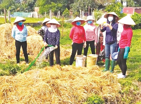 Hội LHPN xã Hiền Ninh tổ chức tập huấn mô hình xử lý rơm rạ thành phân hữu cơ
