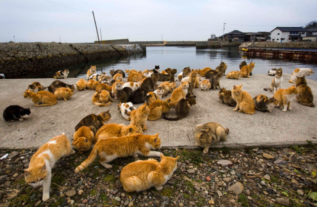 Những chú mèo chen chúc trên bờ kè bến cảng.