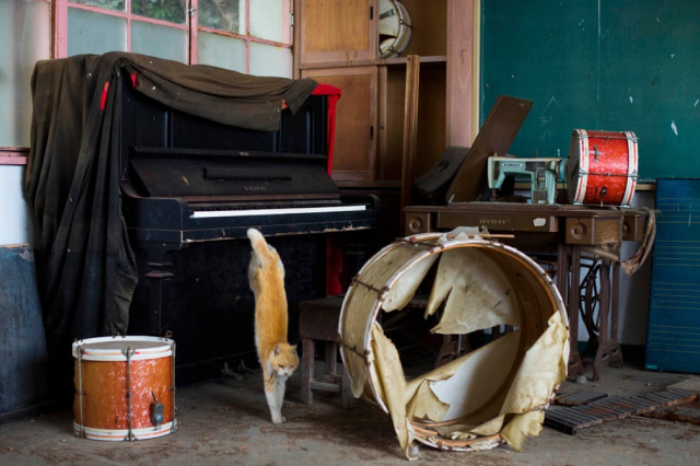 Một chú mèo thản nhiên nhảy khỏi cây đàn piano trong phòng âm nhạc của một trường học bỏ hoang.
