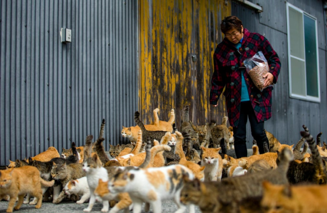 Đàn mèo vây quanh Ozu Atsuko Ogata khi cô mang một túi thức ăn cho mèo đến nơi cho ăn được chỉ định.