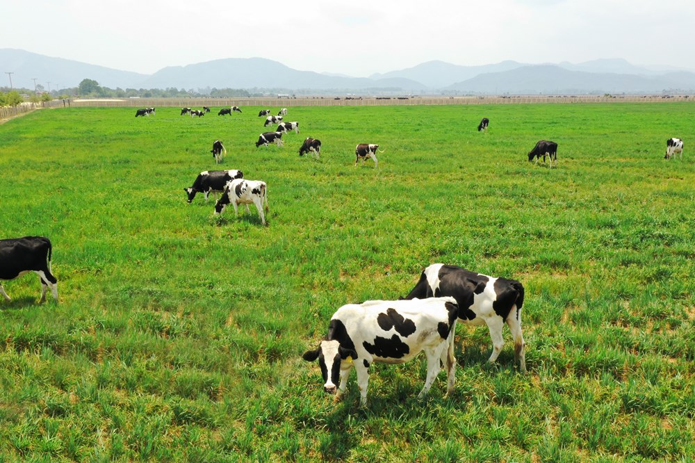 Siêu dự án trang trại của Vinamilk tại Lào sẽ “cho sữa” vào đầu năm 2022 - ảnh 9