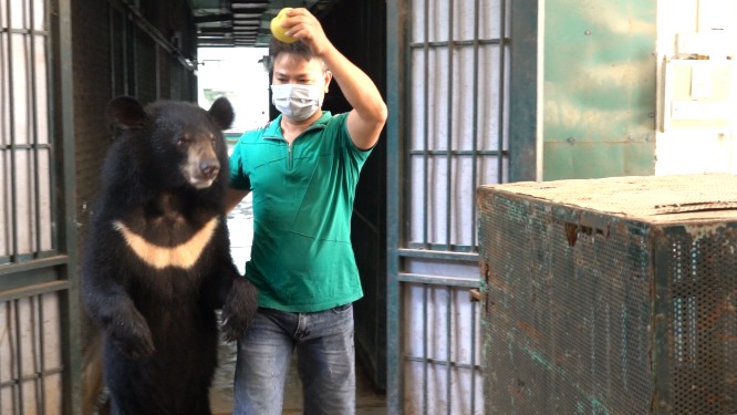 Các nghệ sỹ thường xuyên chăm sóc gấu hỗ trợ đưa gấu vào lồng vận chuyển bằng cách dụ và dắt gấu