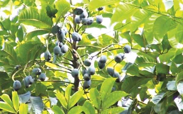 Trám đen – cây đặc sản ở xã Cổ Loa