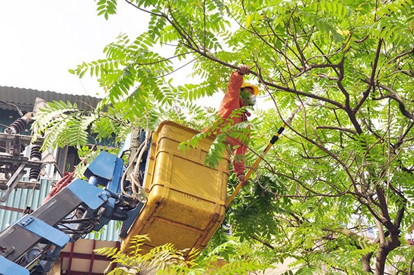 Công nhân Tổng công ty Điện lực Hà Nội cắt tỉa cây để bảo đảm an toàn hành lang lưới điện.