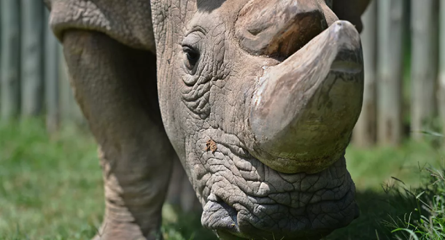 Trung Quốc: Tìm thấy xương tê giác khổng lồ - ảnh 1