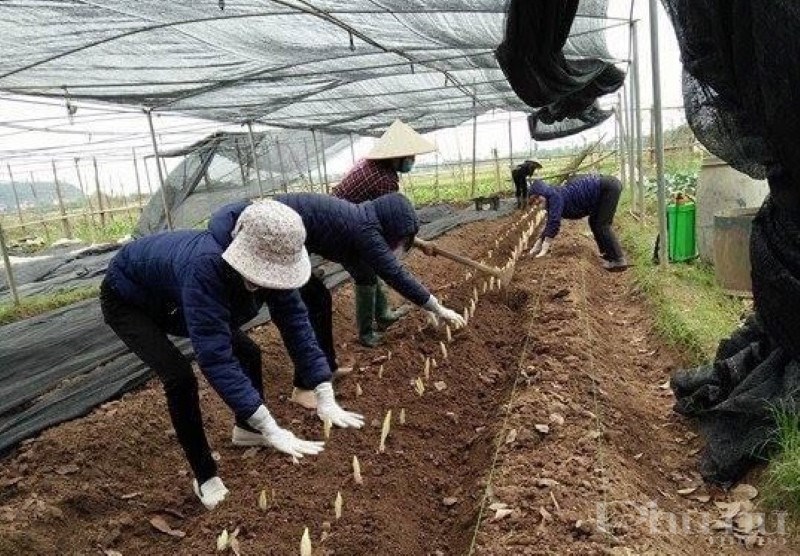 Hội viên phụ nữ Quốc Oai thực hiện trồng trọt, sản xuất chuyên canh theo tiêu chuẩn Vietgap.