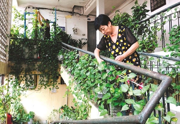 Cô Vũ Thị Thấn chăm sóc vườn cây thuốc Nam của chi hội