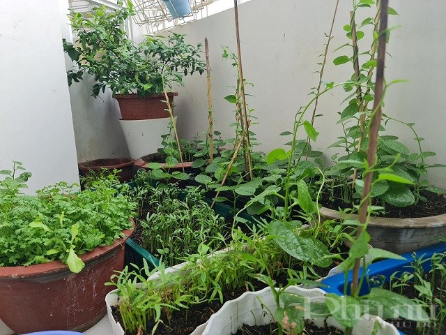 Những “vườn rau” đặc biệt của người trẻ tại thành phố hiện nay.