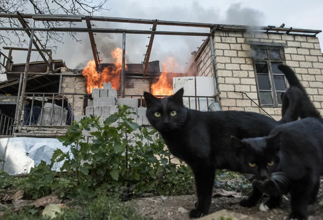Hai chú mèo đen phía trước ngôi nhà đang bốc cháy ở làng Karegakh ở Nagorno-Karabakh.