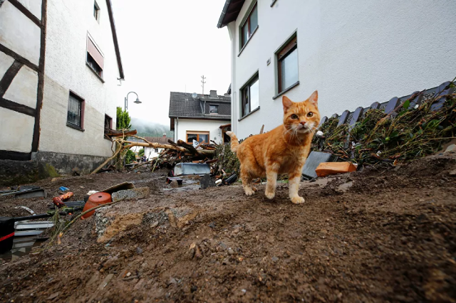 Chú mèo sống sót sau trận lũ lớn ở Schulda, Đức.