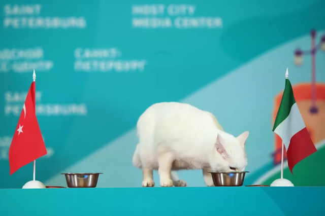 Mèo tiên tri Achilles của Bảo tàng Hermitage (Nga) dự đoán chiến thắng của ĐTQG Italia tại EURO.