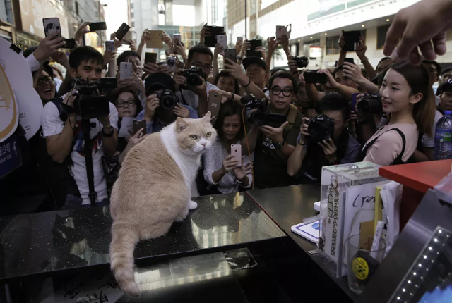 Các nhiếp ảnh gia và người hâm mộ chụp ảnh chú mèo nổi tiếng Brother Cream ở Hong Kong.