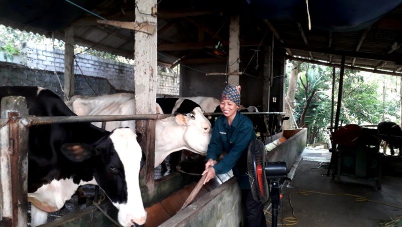 Chị Đinh Thị Xuyến phát triển chăn nuôi từ nguồn vốn vay ưu đãi do Hội PN giới thiệu