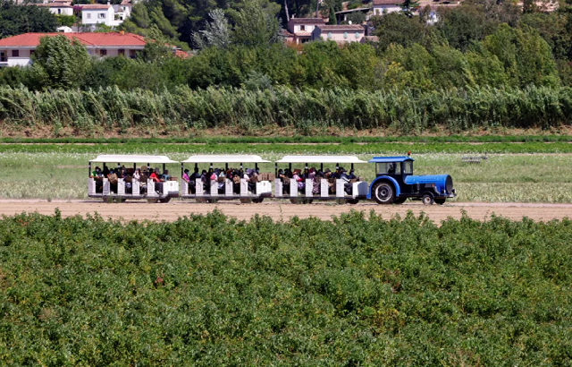 Xe thu hoạch hoa nhài tại Pháp.