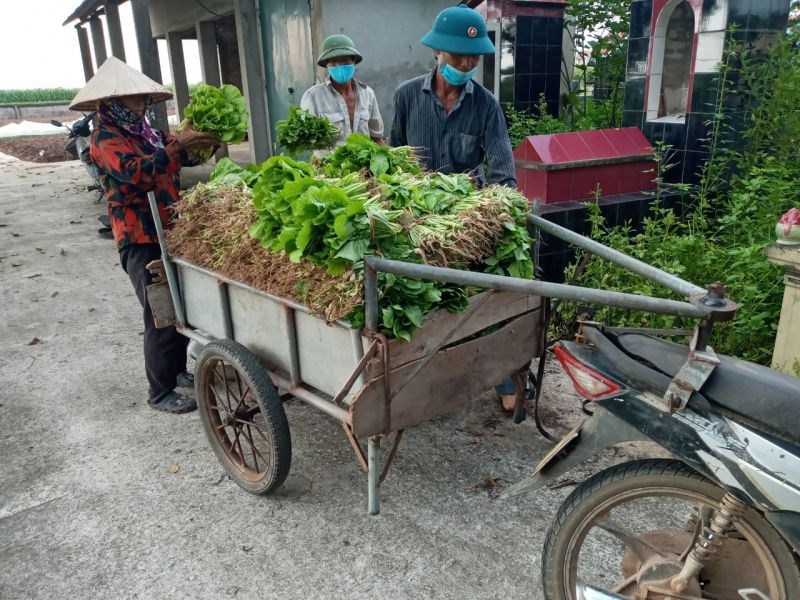 Người dân xã Minh Tân thu hoạch rau để ủng hộ người dân ở khu vực bị cách ly y tế