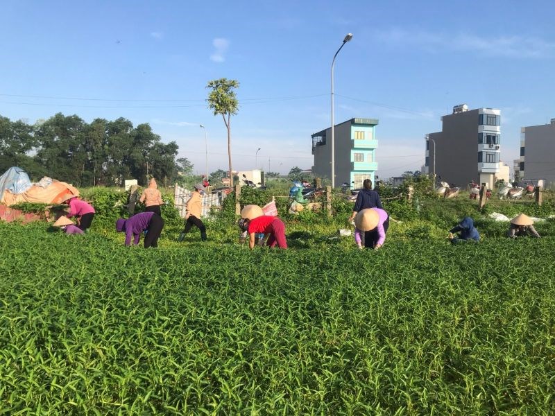 CBHV phụ nữ Hà Đông hỗ trợ thu hoạch rau muống cho người dân