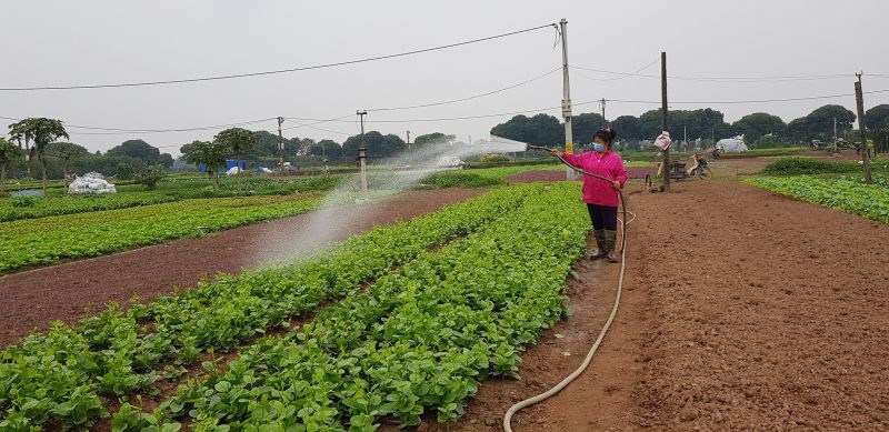 Người nông dân xã Tiền Yên đẩy mạnh sản xuất rau