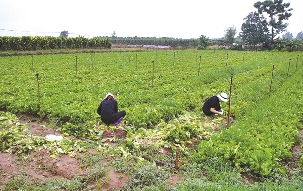 Các thành viên của nhóm “Rau O đồng” đang thu hái rau