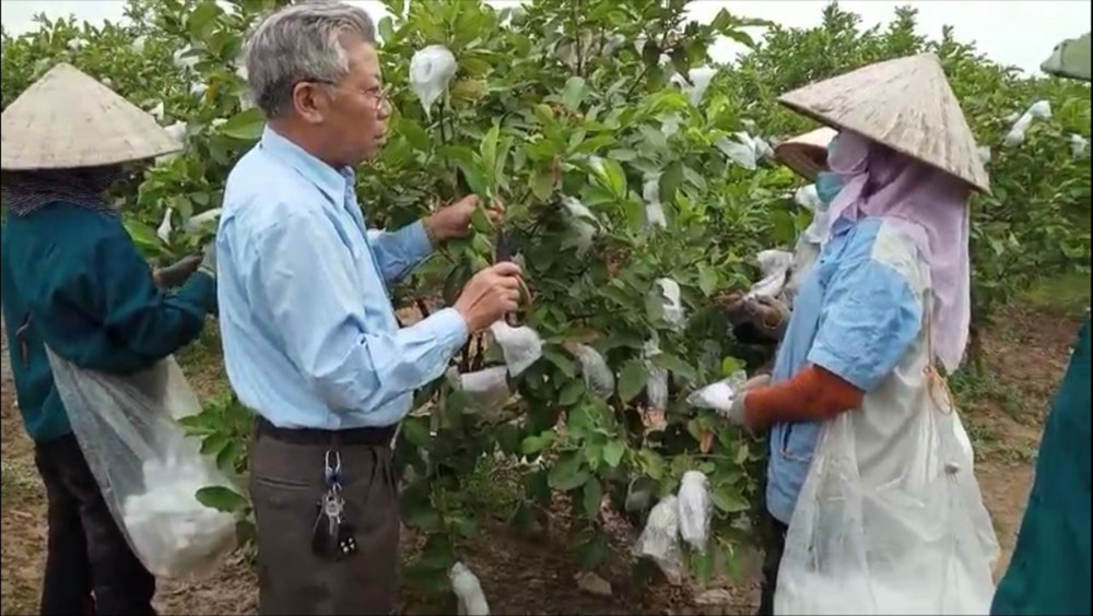Ông Đào Việt Dũng hướng dẫn bà con chăm sóc cây ổi lê Đài Loan