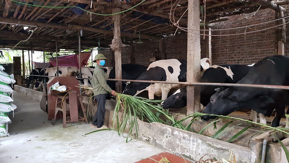 Anh Phương Văn Trung (chồng chị Nguyễn Thị Kiều) ở khu 2 thôn Chu Chàng, xã Minh Châu cho bò ăn