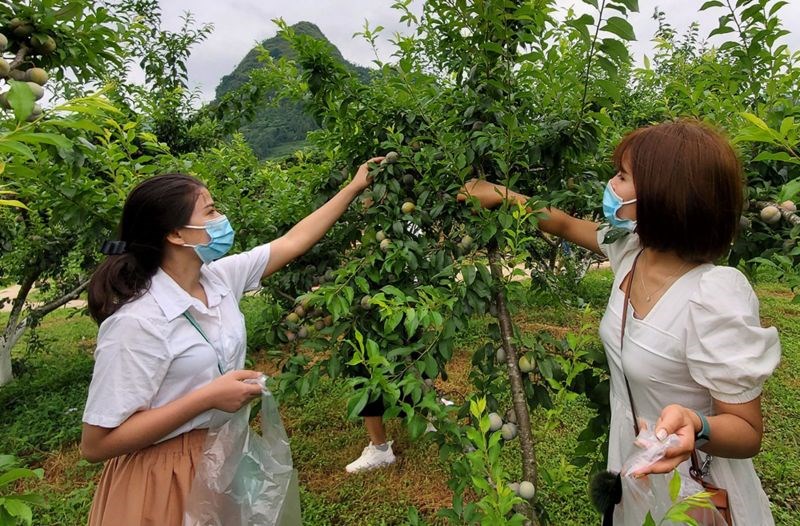 Du khách tham quan, trải nghiệm tại một vườn quả tại thị trấn Bắc Hà, tỉnh Lào Cai